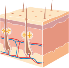 Illustration von Haut im Querschnitt