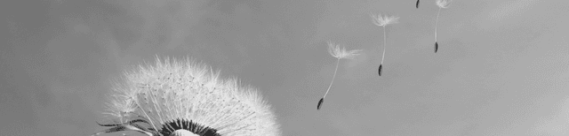 Nahaufnahme einer Pusteblume, deren Samen im Wind davonfliegen – Symbol für Leichtigkeit und Wandel.