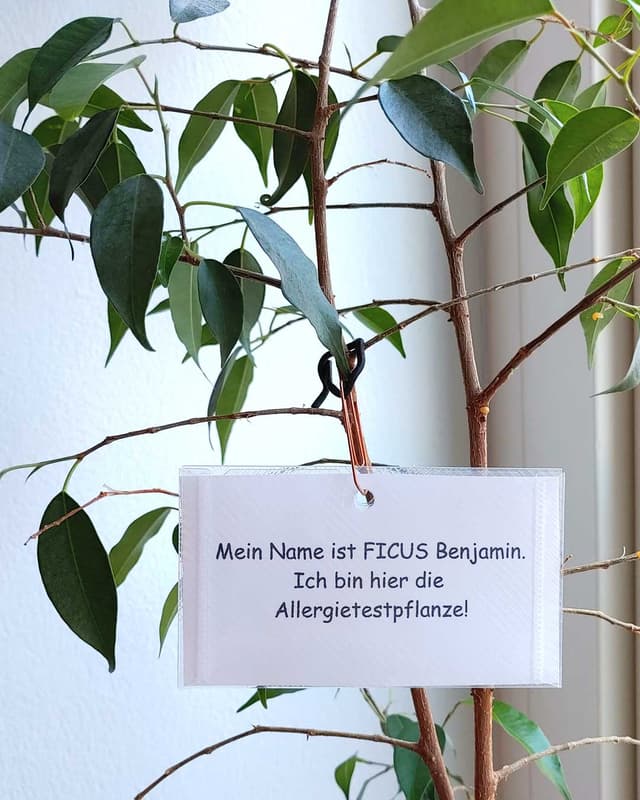 Benjamin - Allergietest