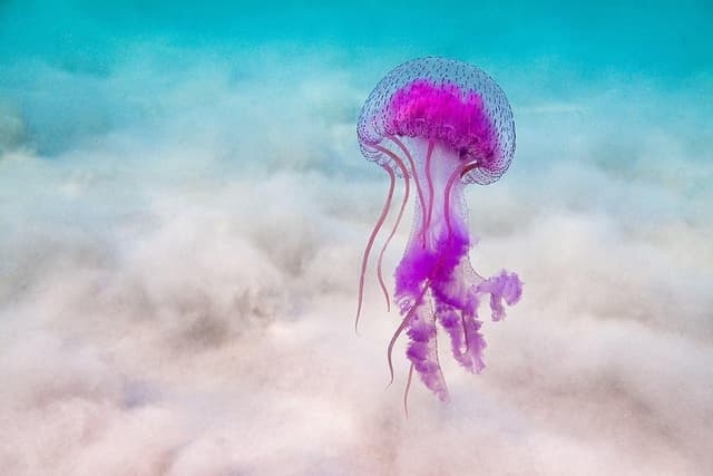 τσίμπημα από μέδουσα