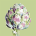 Dr. med. Dr.med. Anna E. Quay Fachärztin für Dermatologie