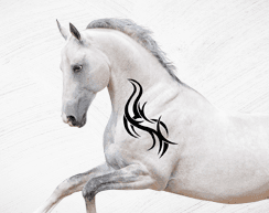 Schimmel mit Tattoo als Symbolbild für Tattoentfernung, verlinkt auf die Themenseite