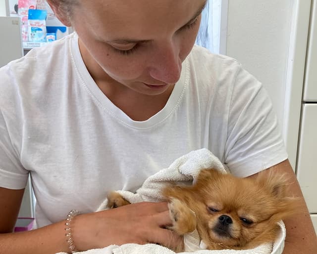 veterinar in psička v naročju